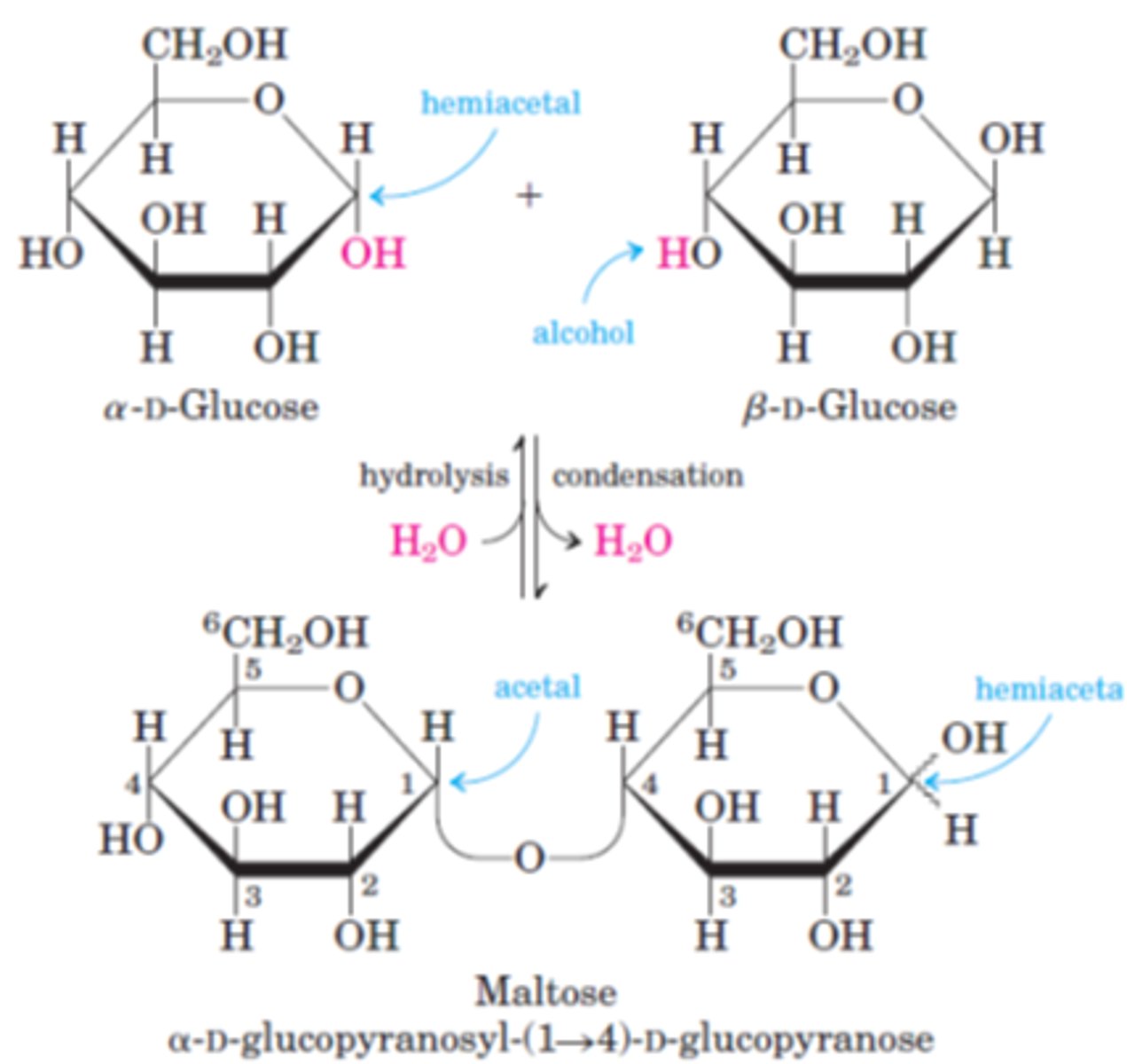 <p>Glycosidic bond is broken by the addition of water. Catalysed by enzymes at 35-40°C or by being boiled with an acid for acid hydrolysis</p>