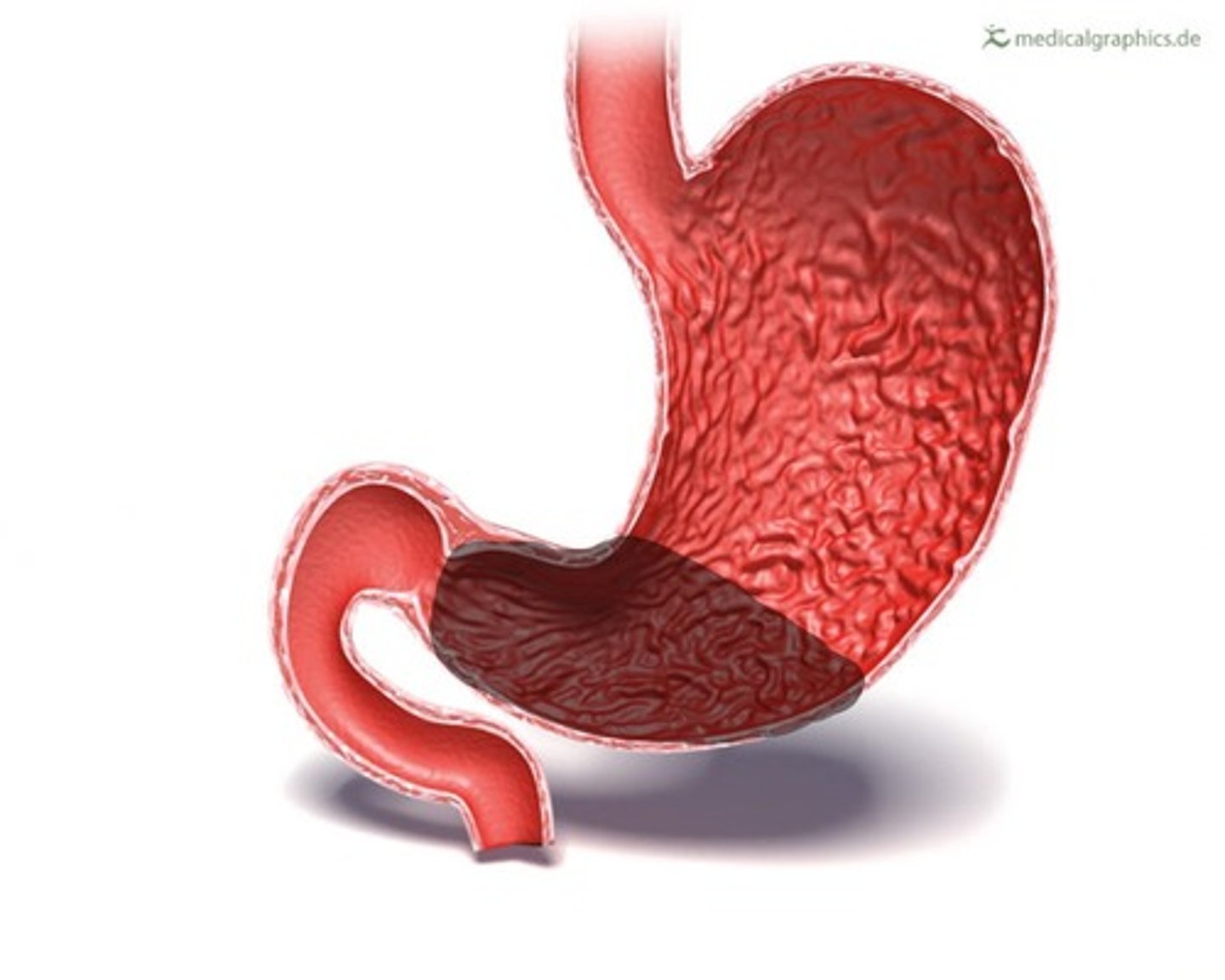 <p>Lower region of the stomach</p>