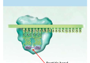 <p>ribosomes catalyze (efficiently form bonds) between AA  in A and P site</p><ul><li><p>ribosome continues to translate each codon </p></li></ul>