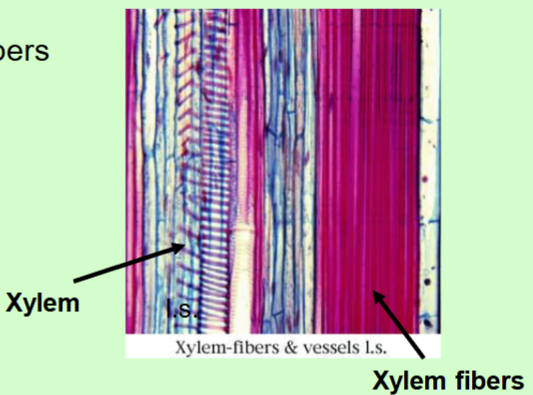 <p>Specialized Sclerenchyma</p><ul><li><p>Elongated, thin</p></li><li><p>Generally thin</p></li><li><p>Supportive tissues</p></li><li><p>Xylem and Phloem fibers</p></li></ul><p></p>