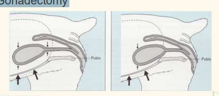 <p>Urethral tone and length – Bladder neck position – Body size and breed – Gonadectomy</p><p>neck of urinary bladdder within abdomen: pressure is the same</p><p>older—> shorter urethra—> neck is out of abdo cavity—> incontinence</p><p>— usually older, F, N</p>