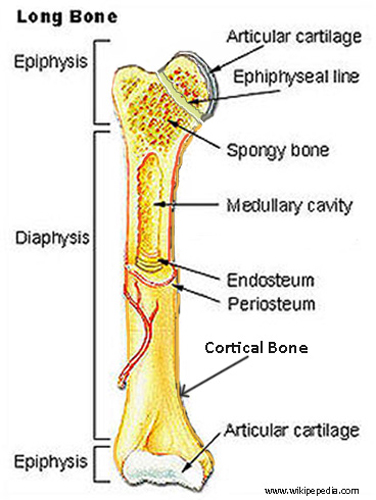 <p>The cartilaginous growth plate between the diaphysis and epiphysis.</p>