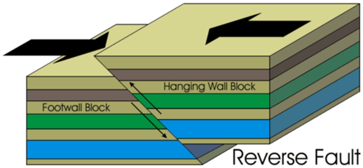 <p>- rock above fault plane moves up</p><p>- thrust faults</p>