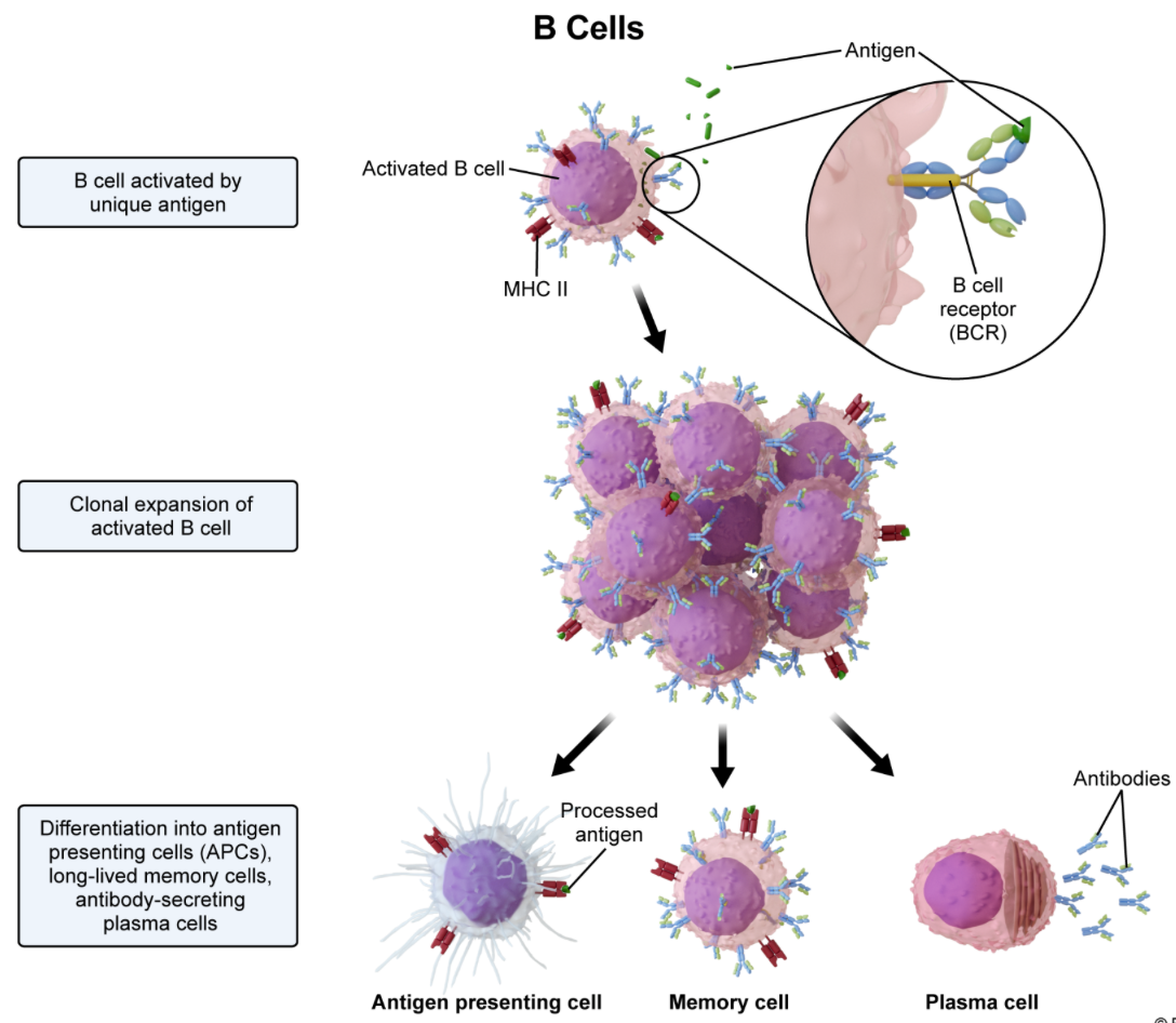 <p><strong>B cells | </strong>In adaptive immunity, <strong>B cells</strong> are responsible for<strong>&nbsp;antibody-mediated immunity&nbsp;</strong>(also called humoral immunity). <strong>Plasma cells</strong> are differentiated forms of B cells that produce and secrete <strong>antibodies</strong>.</p><p>—</p><p><em>A. Mast cells—</em>type of leukocyte found in tissues. When body tissue is injured, mast cells release histamine. <span>Histamine</span> has two main functions:</p><ol><li><p>Dilate&nbsp;nearby capillaries → blood flow increases.</p></li><li><p>Make capillary walls more permeable → fluid and immune cells leak out of blood vessels and into the site of injury.</p></li></ol><p><em>C. T cells—</em>responsible for cell-mediated immunity; can differentiate into CD4 or <span>CD8</span> T cells.</p><ul><li><p>CD4 T cells: These cells result from antigen presentation by MHC II molecules and are also known as helper T cells. These cells attract innate immune cells and stimulate clonal selection and proliferation of B cells and T cells.</p></li><li><p>CD8 T cells: These cells result from antigen presentation by MHC I molecules and are also known as cytotoxic T cells. These cells recognize and kill infected or cancerous cells.</p></li></ul><p><em>D. Monocytes—</em>part of the innate response; called monocytes when they are in their immature state in the blood vessels. After they cross into the infected tissue through diapedesis, monocytes mature into phagocytic <span>macrophages</span>.</p><p><em>E. Neutrophils—</em>part of the innate response; are phagocytes and the most common type of leukocyte; the first leukocytes to respond to inflammation.</p><p>—</p><ul><li><p>B cells produce antibodies as part of antibody-mediated (<span>humoral)</span> immunity.</p></li><li><p>T cells are involved in cell-mediated immunity through the direct attack of infected cells.</p></li></ul><p></p>