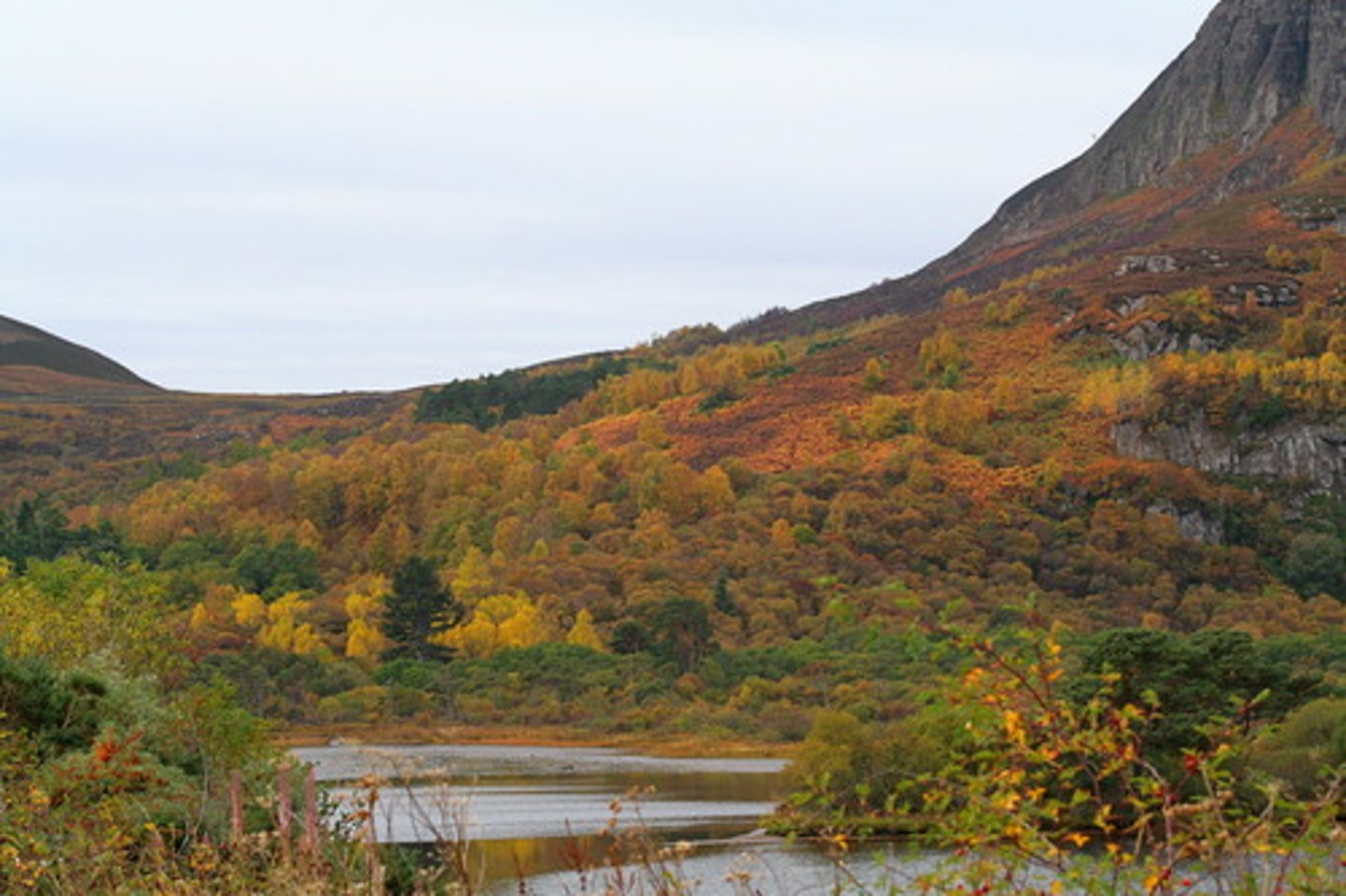 <p>rezerwat przyrody - a protected area for animals and plants</p>