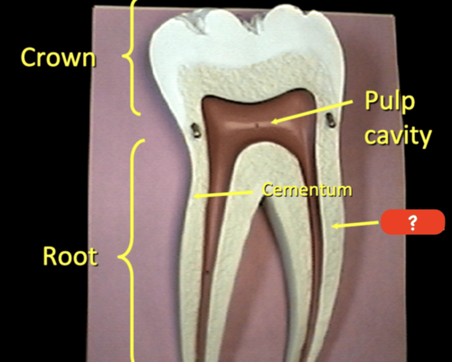 knowt flashcard image