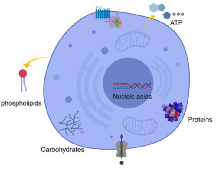 * Proteins (antibodies, receptors, transporters, hormones, enzymes)
* Lipids (fats, cholesterol, hormones)
* Sugars (nrg, cell struct)
* Nucleic Acids (DNA, RNA)
* Small molecules (vitamins, metabolites)
* Ions (K+, Na+, Ca2+, Cl-)
* Water (H2O)