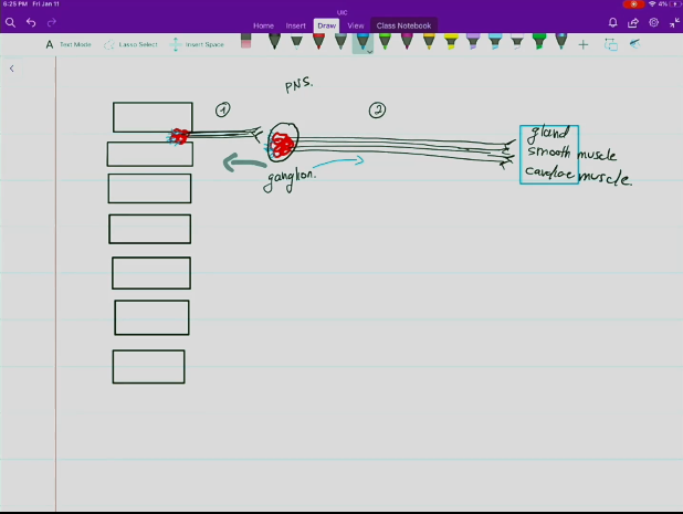 <ul><li><p>Located in the CNS</p></li><li><p>Releases acetylcholine as its neurotransmitter.</p></li><li><p>Synaptic cleft located between the preganglionic neuron and the postganglionic neuron at the site of the ganglion.</p></li><li><p>Has a thin, lightly myelinated axon leading to the ganglion.</p></li></ul><p></p>