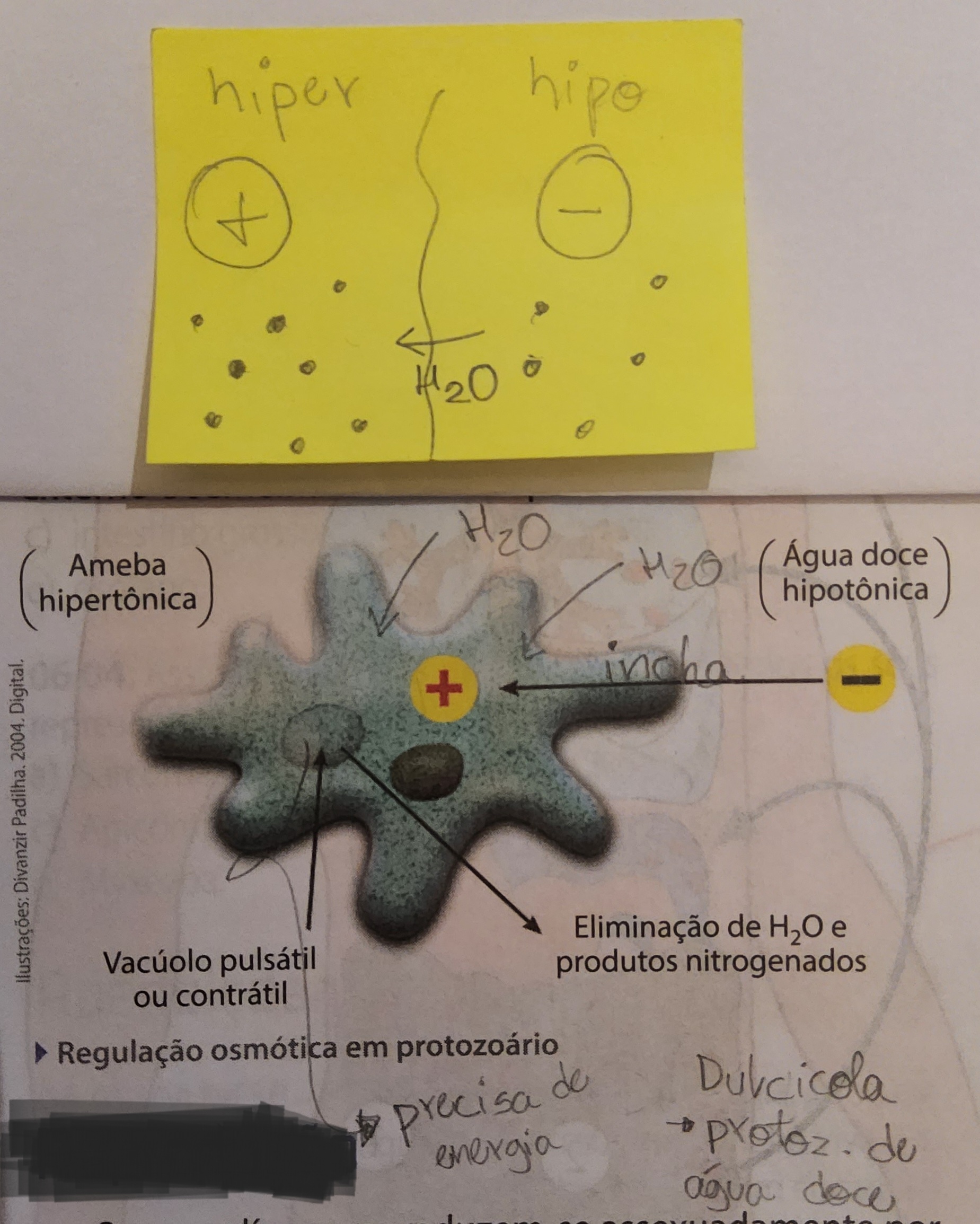 <ul><li><p>regulação da água (sais)</p></li><li><p>transporte passivo, não gasta energia</p></li><li><p>concentração hipotônica → hipertônica</p></li></ul>