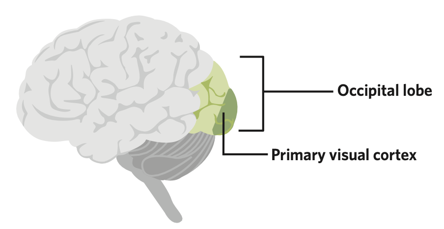 the rearmost lobe of the cerebral cortex, located behind the parietal lobe, and is composed of sensory and association areas

* composed of the primary visual cortex
