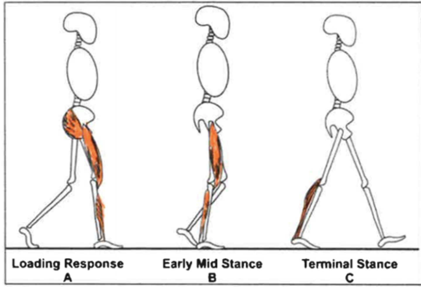 <p>During early stance phase</p>