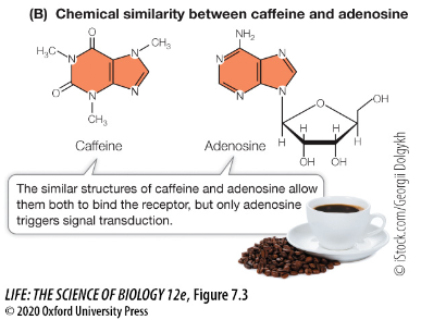 <p>Caffeine is similar to adenosine and binds to the same receptors. Adenosine initiates signaling in nerve cells which reduces an individuals brain activity and wakefulness. Caffeine, however, ties up the adenosine receptors, allowing continued nerve cell activity. What is caffeine?</p><p>a. An agonist<br>b. An antagonist<br><br><strong>Question 7.2 Receptors Bind Signals to Initiate a Cellular Response</strong></p>
