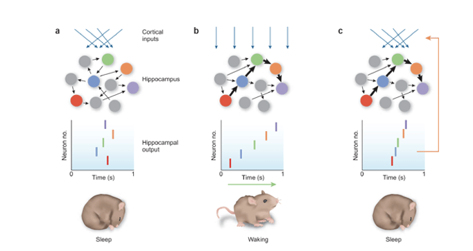 <ul><li><p>when animals fall asleep, there are replay events happening during certain phases of sleep</p></li><li><p>they occur in the same order when the animal was doing the behavior</p></li></ul><p></p>