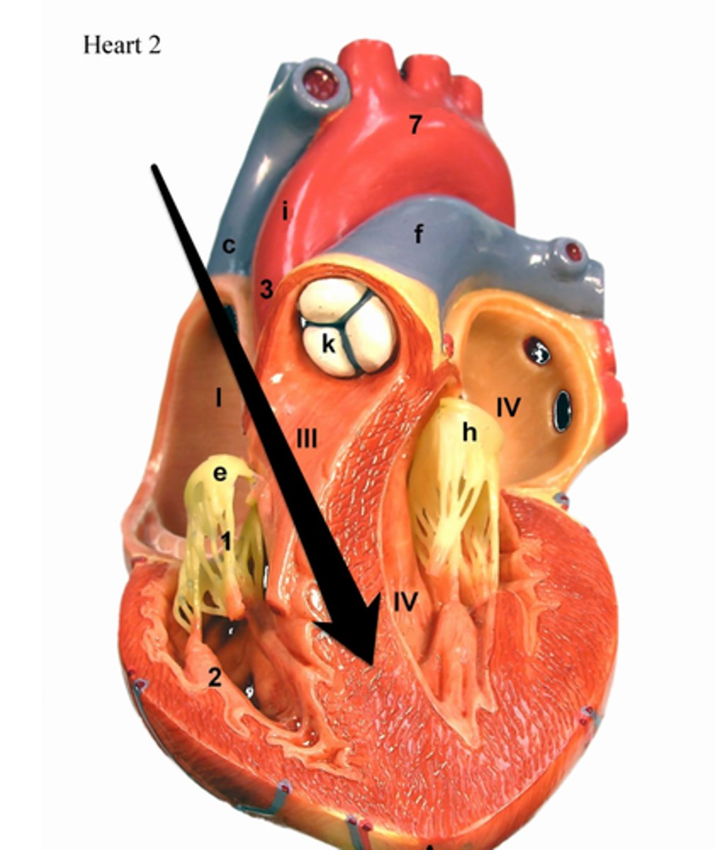 <p>What separates the ventricles of the heart?</p>