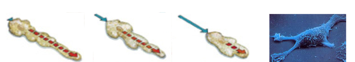 <p>Amoeboid movement, involves changes in the shape of the cell:</p><p>- Cells form a pseudopodium in the front to move the cell forward. The cytoplasm follows that movement and retracts at the back of the cell.</p><p>When the cytoplasm is located in the place where the pseudopodium was at the beginning, a new pseudopodium is formed.</p>