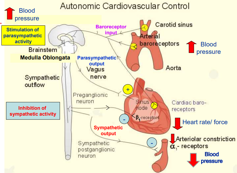 <p><strong>Increase in BP (Red Arrow Up)</strong></p><ul><li><p>Baroreceptors in the carotid sinus &amp; aorta detect arterial stretch and send signals to the medulla oblongata.</p></li></ul><p><strong>Medulla Oblongata Response</strong></p><ul><li><p>Inhibits sympathetic activity, ↓ing heart rate, contraction force, and vasoconstriction.</p></li><li><p>Activates parasympathetic activity via vagus nerve, further slowing heart rate (ACh → M₂ receptors = ↓ SA node firing).</p></li></ul><p><strong>Effects on the Heart and Blood Vessels</strong></p><ul><li><p>Heart: Reduced β₁-receptor stimulation = ↓ed heart rate &amp; contraction force.</p></li><li><p>Blood Vessels: ↓ed α₁-receptor activation = Vasodilation = Lower blood pressure (Red Arrow Down).</p></li></ul><p></p>
