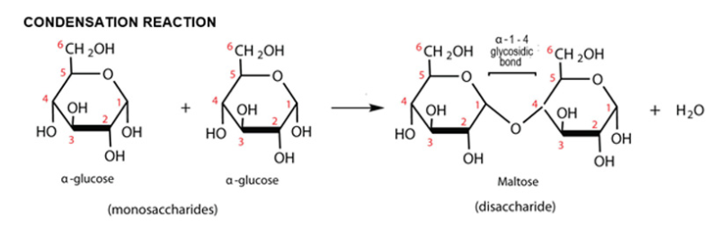 <p>Disaccharide </p><p> two alpha glucose molecules with a 1,4 glycosidic bond.</p>