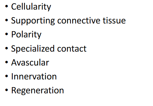 <p></p><ol><li><p>Cellularity: Composed almost entirely of cells. </p></li><li><p>Polarity: Has an apical and basal surface. </p></li><li><p>Supporting Connective Tissue: Basal surface attached to a basement membrane.</p></li><li><p>Avascularity: Lacks blood vessels.</p></li><li><p>Regeneration: High regenerative capacity. </p></li><li><p>Innervation: Contains nerve endings. </p></li><li><p>Secretion: Can perform secretion and absorption functions.</p></li></ol><p></p>