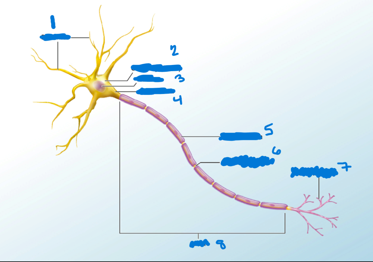 <p>What’s #6?</p><ul><li><p>Gap between two myelinated regions of an axon, allowing for strengthening of the electrical signal as it propagates down the axon.</p></li></ul>