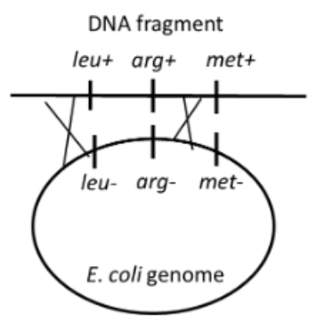 <p>Leucine (leu), arginine (arg), and methionine (met) are three different amino acids. We expose a<br>competent auxotroph strain of E. coli with mutant genotype leu- arg- met- to DNA fragments<br>with wild-type alleles leu+ arg+ met+ for transformation. If the two crossovers as shown in the<br>figure below happen during the transformation, at which of the following media can the<br>transformant grow in the end?<br>Medium #1: minimal medium with leucine<br>Medium #2: minimal medium with arginine<br>Medium #3: minimal medium with methionine</p>