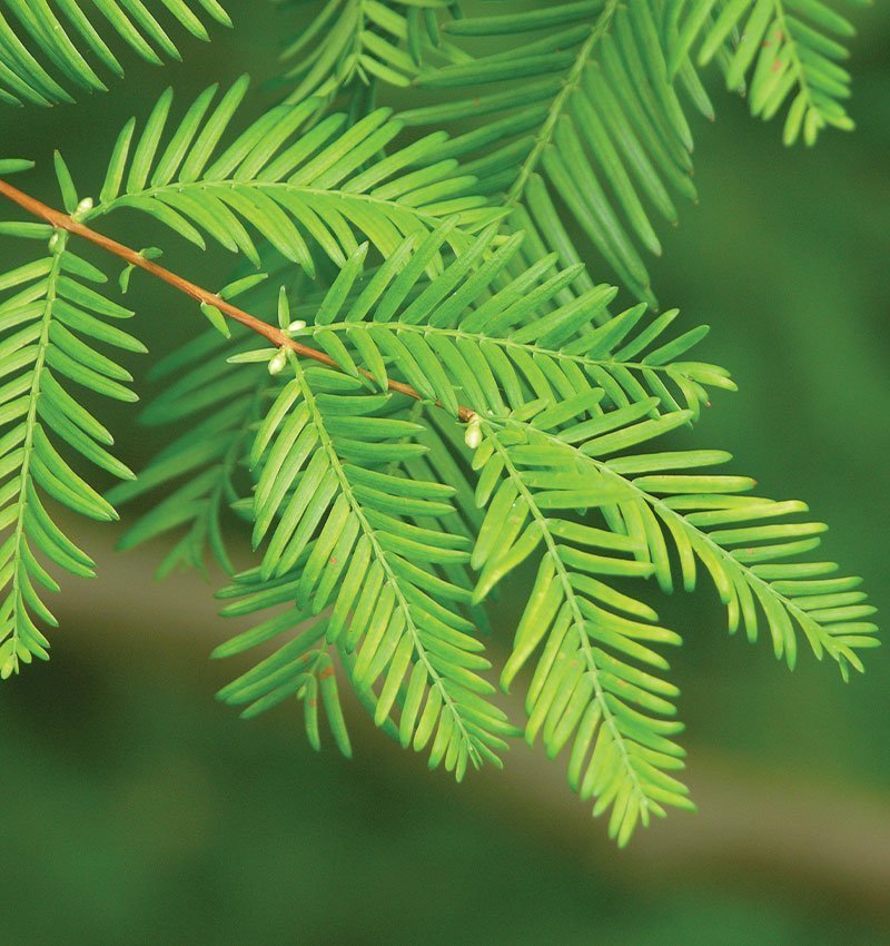 <p>When pull needles , peels bark</p>