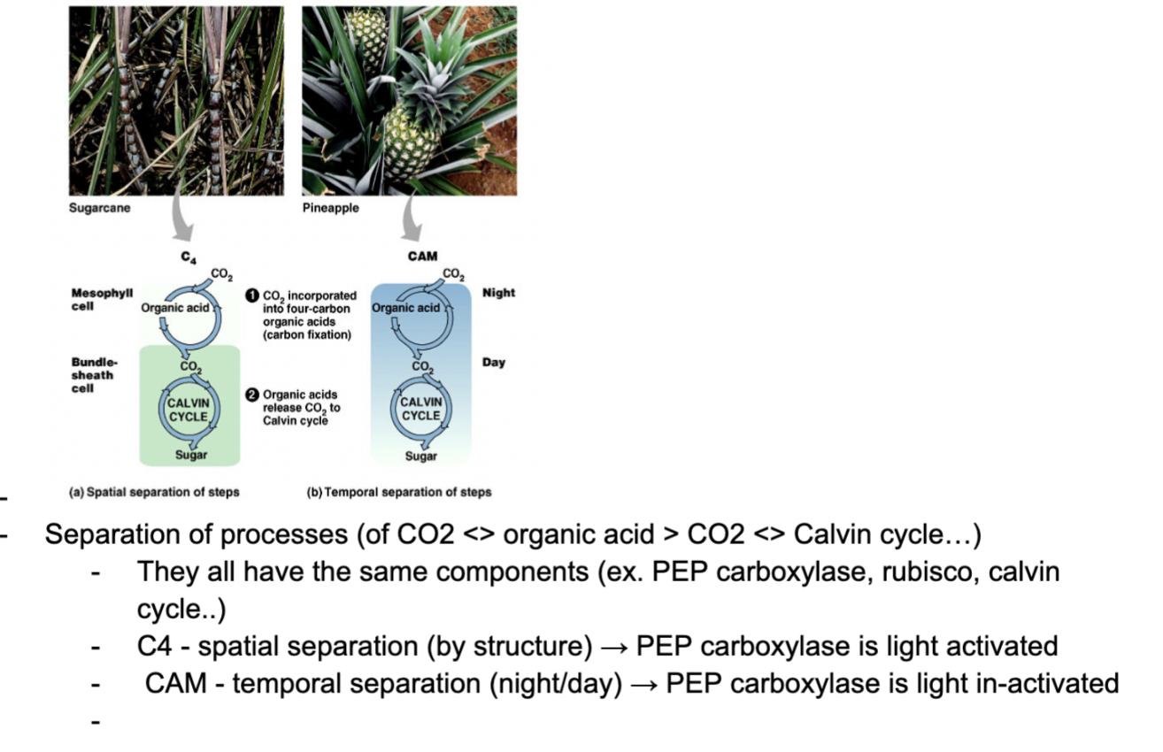**Summary: CO2 concentrating mechanisms in C4 and CAM species**
