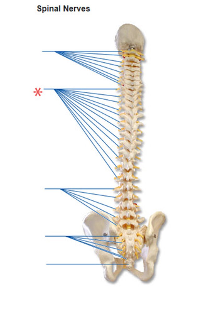 <p>Twelve spinal nerves</p>