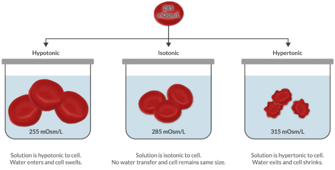 <p>Tonicity compares the osmolarity of a solution relative to the osmolarity of the plasma. Remember that plasma is the reference point we use to make the comparison.</p><p>Since plasma is isotonic to cells, we can think about tonicity another way. We can use it to compare the tonicity of a solution to the tonicity of the cells.</p>