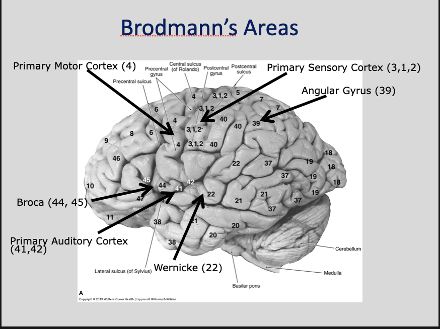 <p>frontal lobe </p><ul><li><p>primary motor cortex</p><ul><li><p>4</p></li></ul></li><li><p>premotor cortex</p><ul><li><p>6, 8 </p></li></ul></li><li><p>cognitive association cortex </p><ul><li><p>9-11</p></li></ul></li><li><p>frontal association language cortex; Broca area </p><ul><li><p>44, 45 </p></li></ul></li></ul><p>parietal lobe </p><ul><li><p>primary sensory cortex</p><ul><li><p>1, 2, 3</p></li></ul></li><li><p>somatosensory association cortex </p><ul><li><p>5, 7</p></li></ul></li><li><p>reading and writing</p><ul><li><p>41, 42 </p></li></ul></li></ul><p>temporal lobe </p><ul><li><p>posterior association language cortex: Wernickes area </p><ul><li><p>22</p></li></ul></li><li><p>primary auditory cortex</p><ul><li><p>41, 42</p></li></ul></li></ul><p>occipital lobe</p><ul><li><p>primary visual cortex</p><ul><li><p>17 </p></li></ul></li><li><p>visual association cortex</p><ul><li><p>18, 19</p></li></ul></li></ul><p></p>