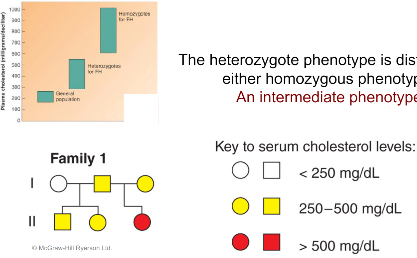 <ul><li><p>heterozygote phenotype is distinct from either homozygous phenotype (intermediate phenotype)</p></li></ul>