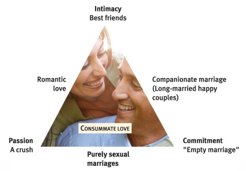 <p>Three components of adult love relationships</p><p>1. Passion (sexual arousal)</p><p>2. Intimacy (feelings of closeness)</p><p>3. Commitment (marriage; exclusive, lifelong cohabiting relationships)</p><p></p><p>• Change across relationship:</p><ul><li><p>passion → intimacy → commitment</p><p>➔ Keeping passion and intimacy takes work</p></li></ul><p></p>