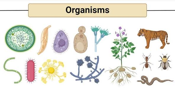 <p>Organism</p>