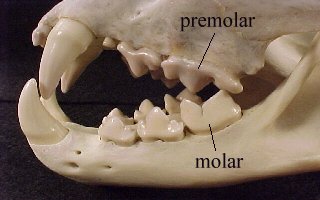 <p>Carnassial</p>