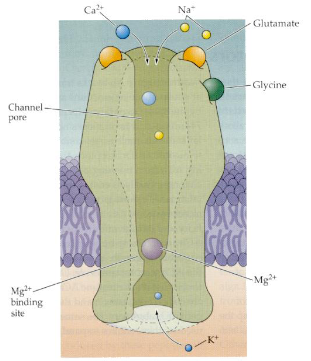 <p>NMDA, AMPA, and kainate receptors are ionotropic glutamate receptors that mediate excitatory synaptic transmission by allowing cation flow, with NMDA receptors also permeable to Ca²⁺.</p>