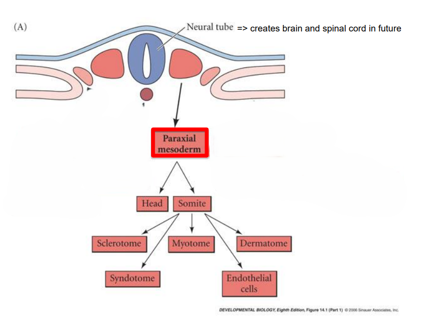 <ul><li><p>sclerotome &gt; vertebrae &amp; rib cartilage</p></li><li><p>myotome &gt; musculature of back ribs &amp; limbs</p></li><li><p>dermatome &gt; dermis of the back</p></li><li><p>syndetome &gt; tendons &amp; blood vessels</p></li><li><p>mnemotic =&gt; sexting my dermatologist sexy</p></li></ul>