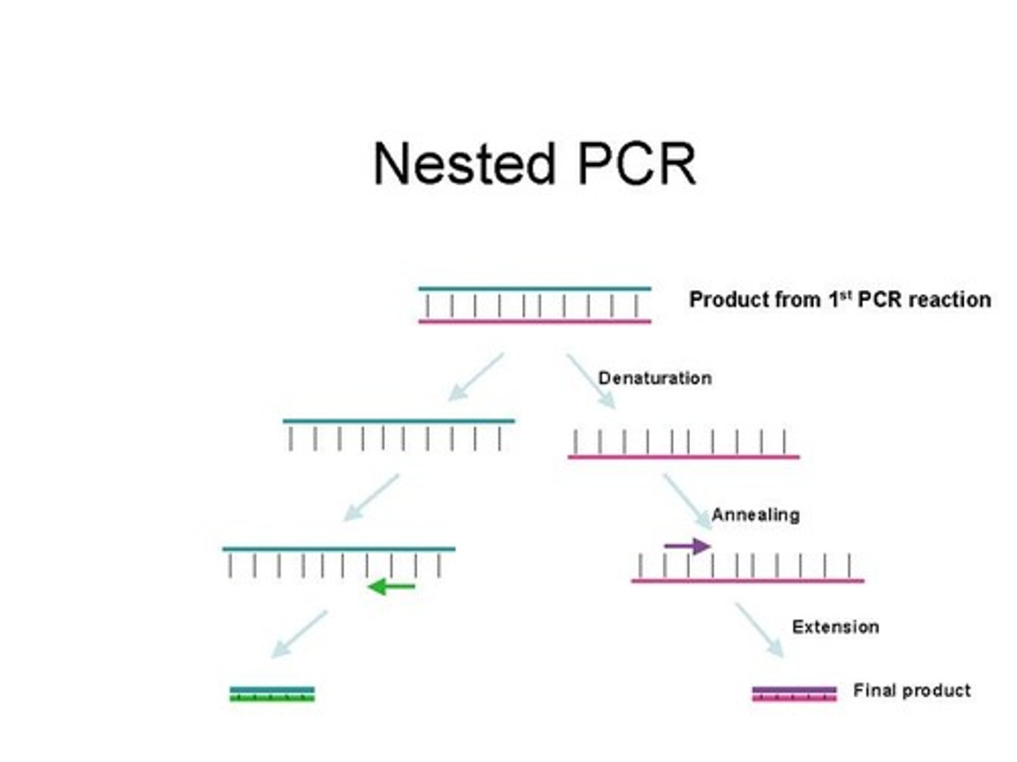 <p>A short sequence that attaches to a specific target sequence and contains a glowing reporter component along with a quencher.</p>