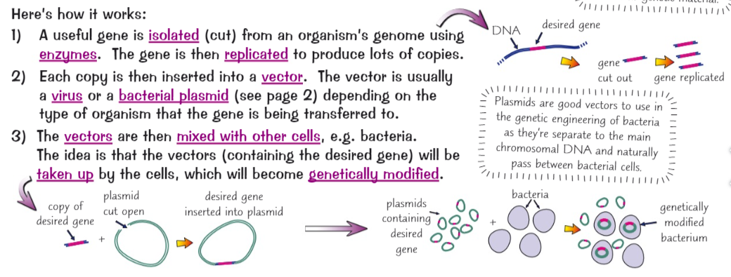 <p>The transfer of a desired gene from one genome to another genome.</p>