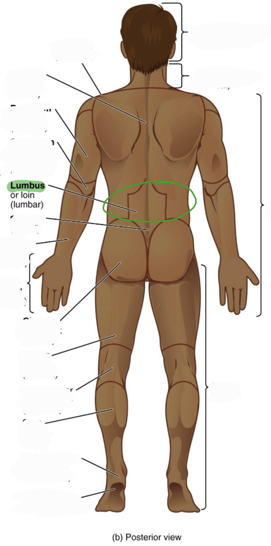 <p>loin</p><p>(aka lumbar)</p>