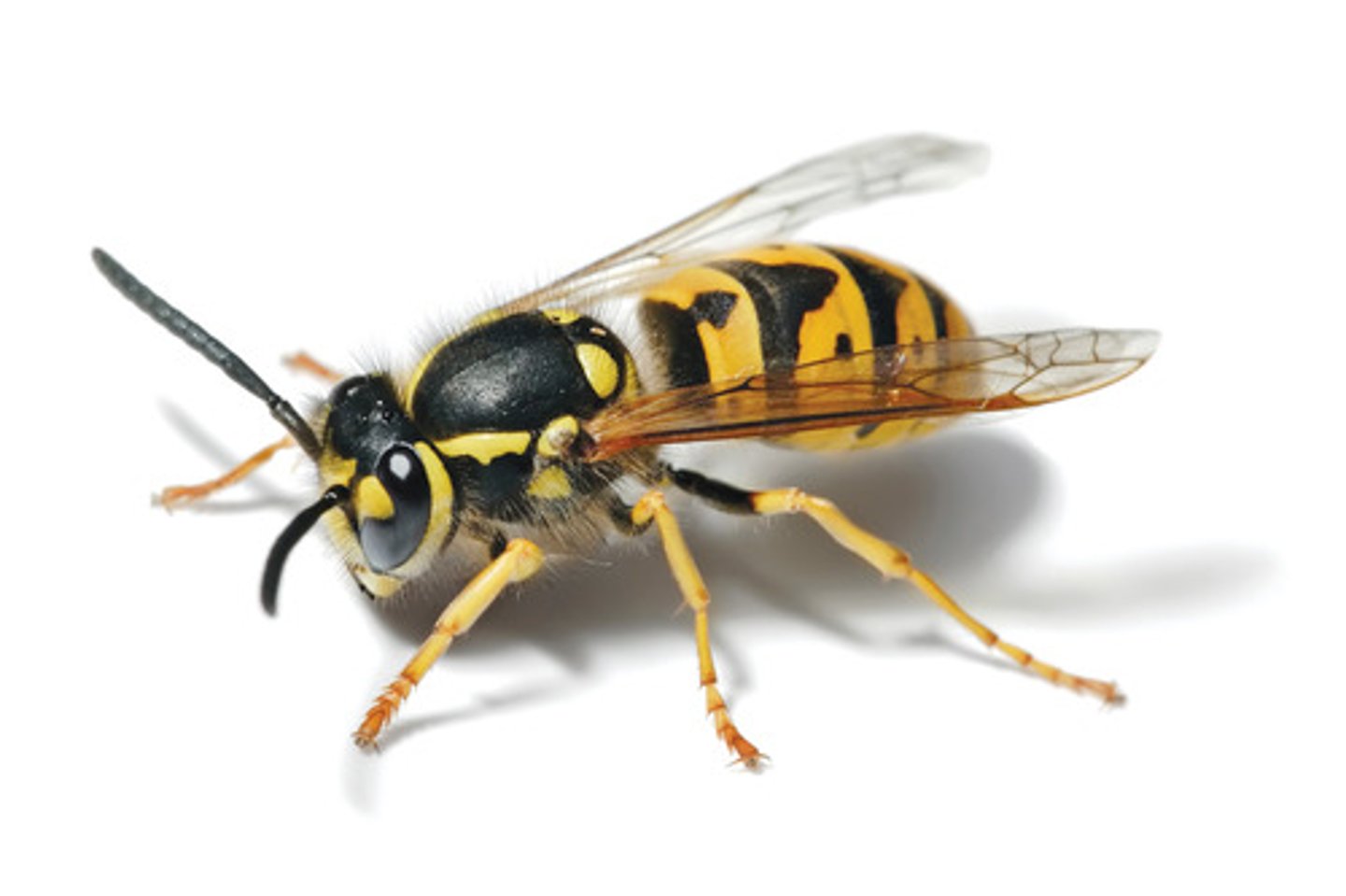 <p>wasp</p>