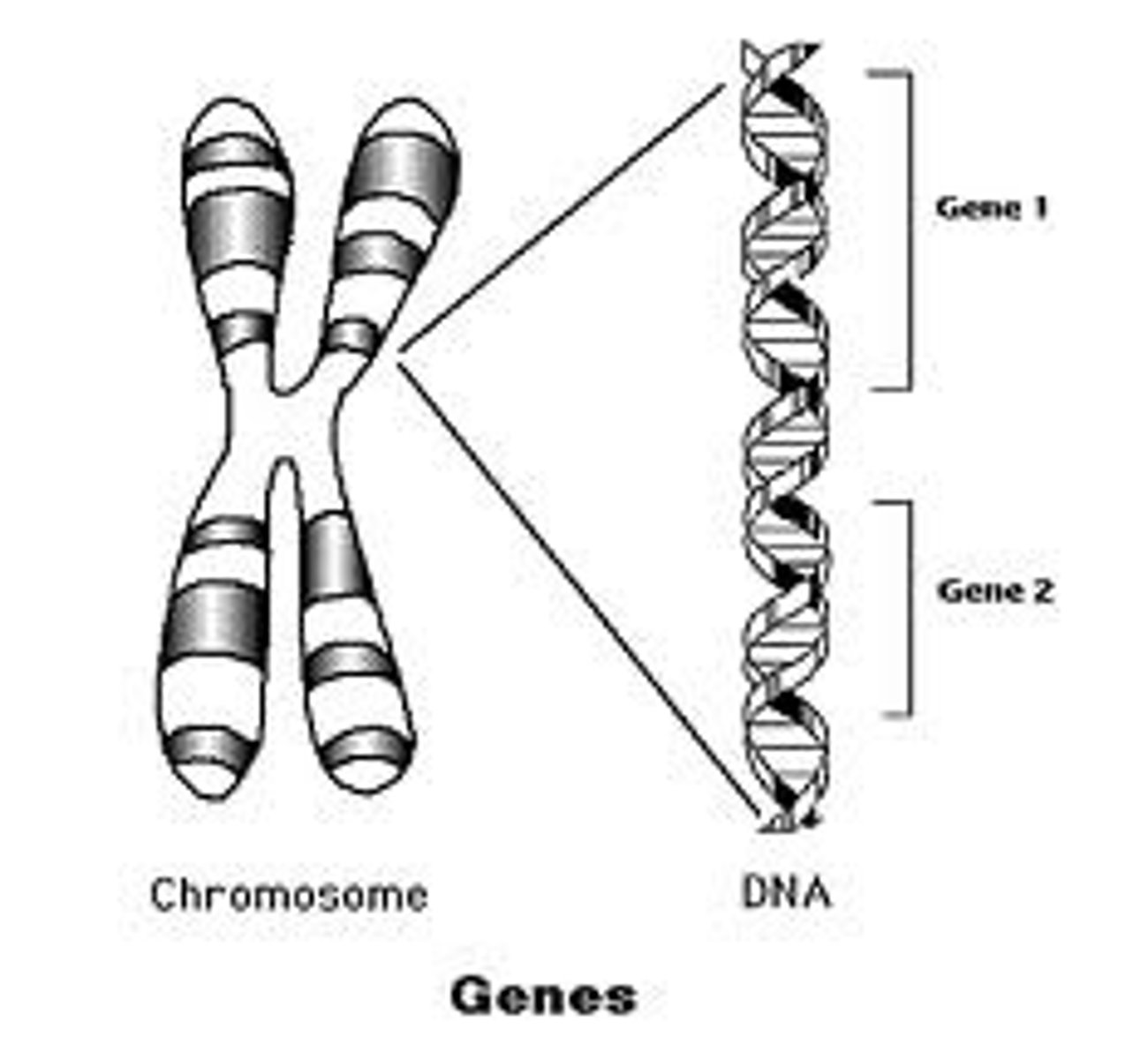 <p>Heredity is encoded in genes --&gt; genes are units on a chromosome --&gt; a chromosome is DNA.<br>As such, DNA is hereditary material in which genes are segmented DNA that "codes" a cell product.</p>