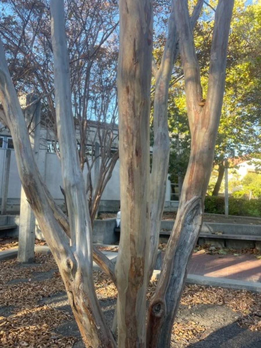 <p>crape myrtle</p>