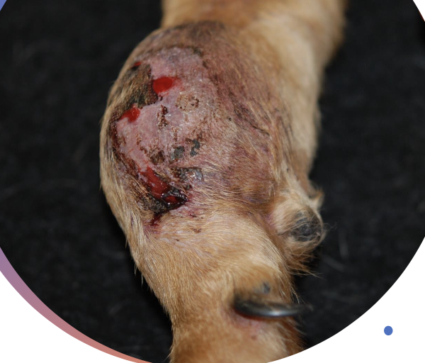 <p>-locally expansile mass (grow between fascial planes or infiltrate)</p><p>-often surrounded by pseudocapsule</p><p>-low to moderate local recurrence and low distant metastatic rate</p>