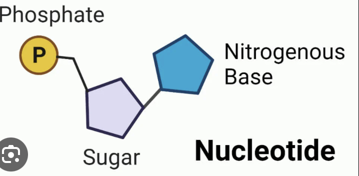 <p>Nucleotide</p>