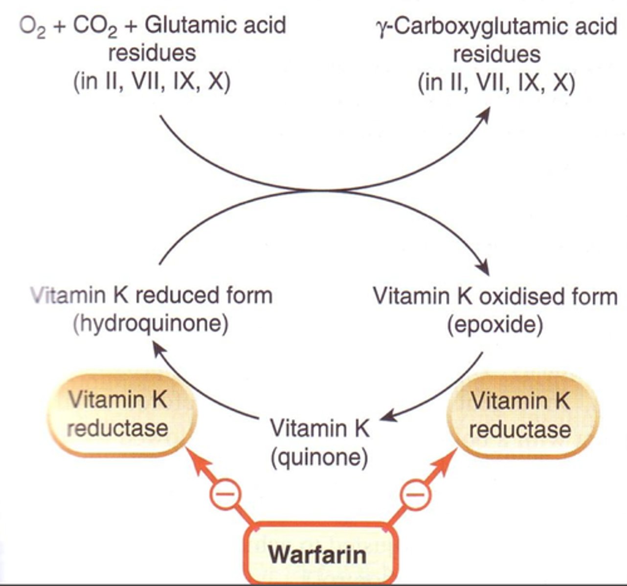 <p>Requires glutamate!</p>