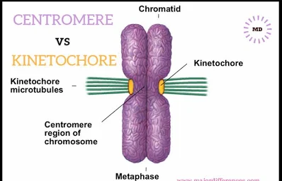 <p>(multi-protein complex composed of mainly <strong>microtubules</strong>) </p>