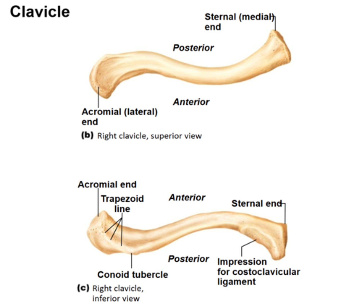 <p>-The upper limb is attached to the clavicle and the scapula.</p><p>-The two ends of the clavicle: the sternal/medial end and the acromial/lateral end. The acromial end articulates with the scapula.</p>