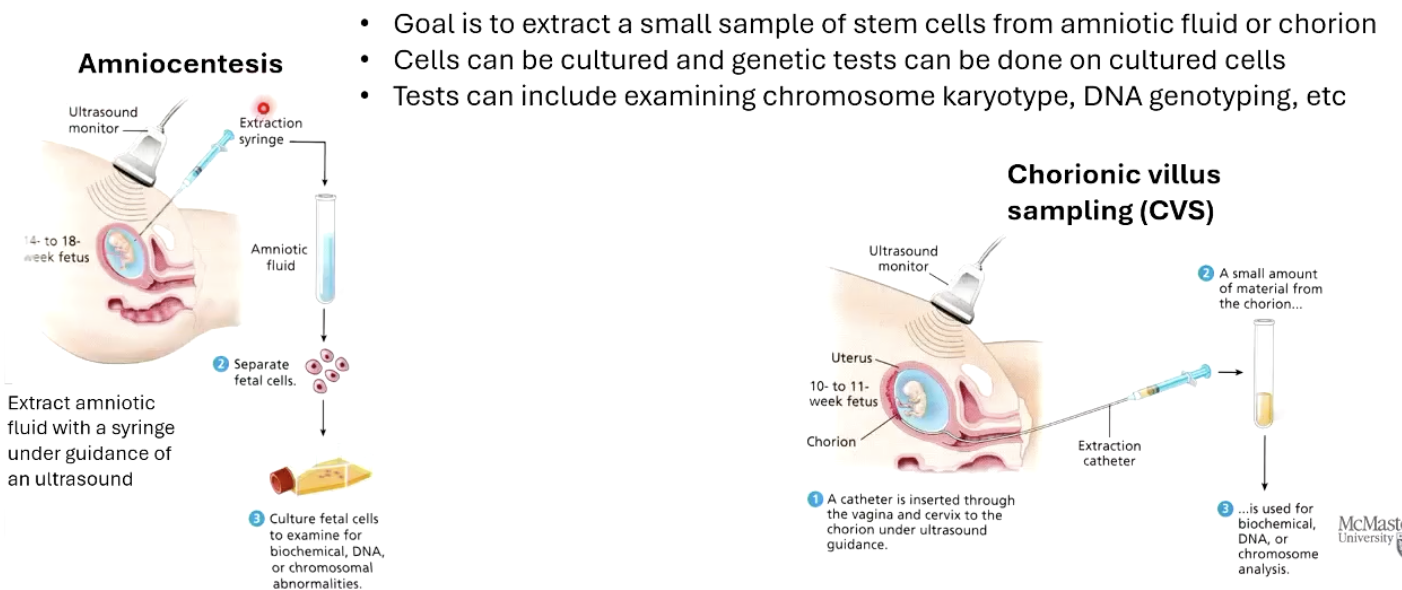 <ol><li><p class=""><strong>Amniocentesis </strong> – extracts small sample of stem cells from amniotic fluid using a syringe guided by ultrasound.</p></li><li><p class=""><strong>Chorionic Villus Sampling (CVS)</strong> – extracts stem cells from the placenta (chorion).</p></li></ol><p class=""></p><ul><li><p class="">Cells can be cultured and genetics tests can be done: </p><ul><li><p class="">Tests include examining chromosome karyotype, DNA genotyping, etc.</p></li></ul></li></ul><p></p>