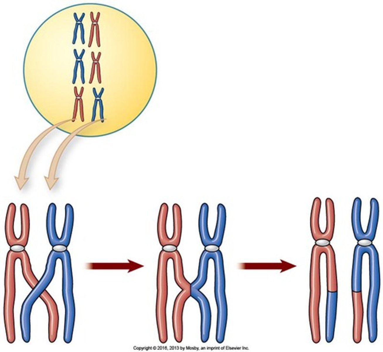 <p>Mitosis produces 2 genetically identical daughter cells (2n=46), while meiosis produces 4 genetically variable daughter cells (n=23).</p>