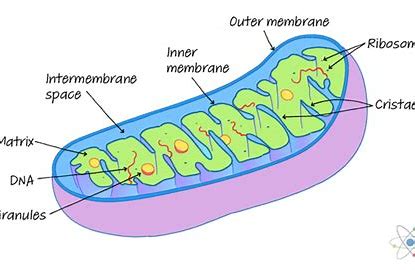 <p>Features and function of mitochondria</p>