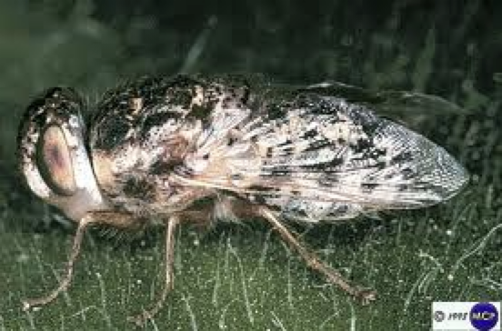 <p>what kind of fly</p>